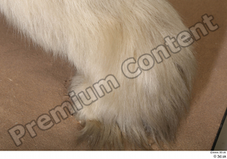 Polar bear foot 0015.jpg